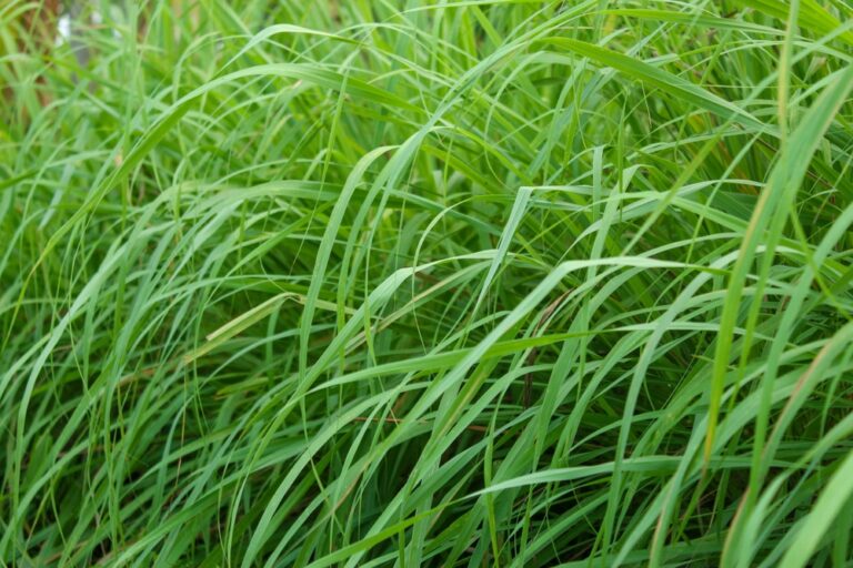 The Natural Power of Organic Lemongrass